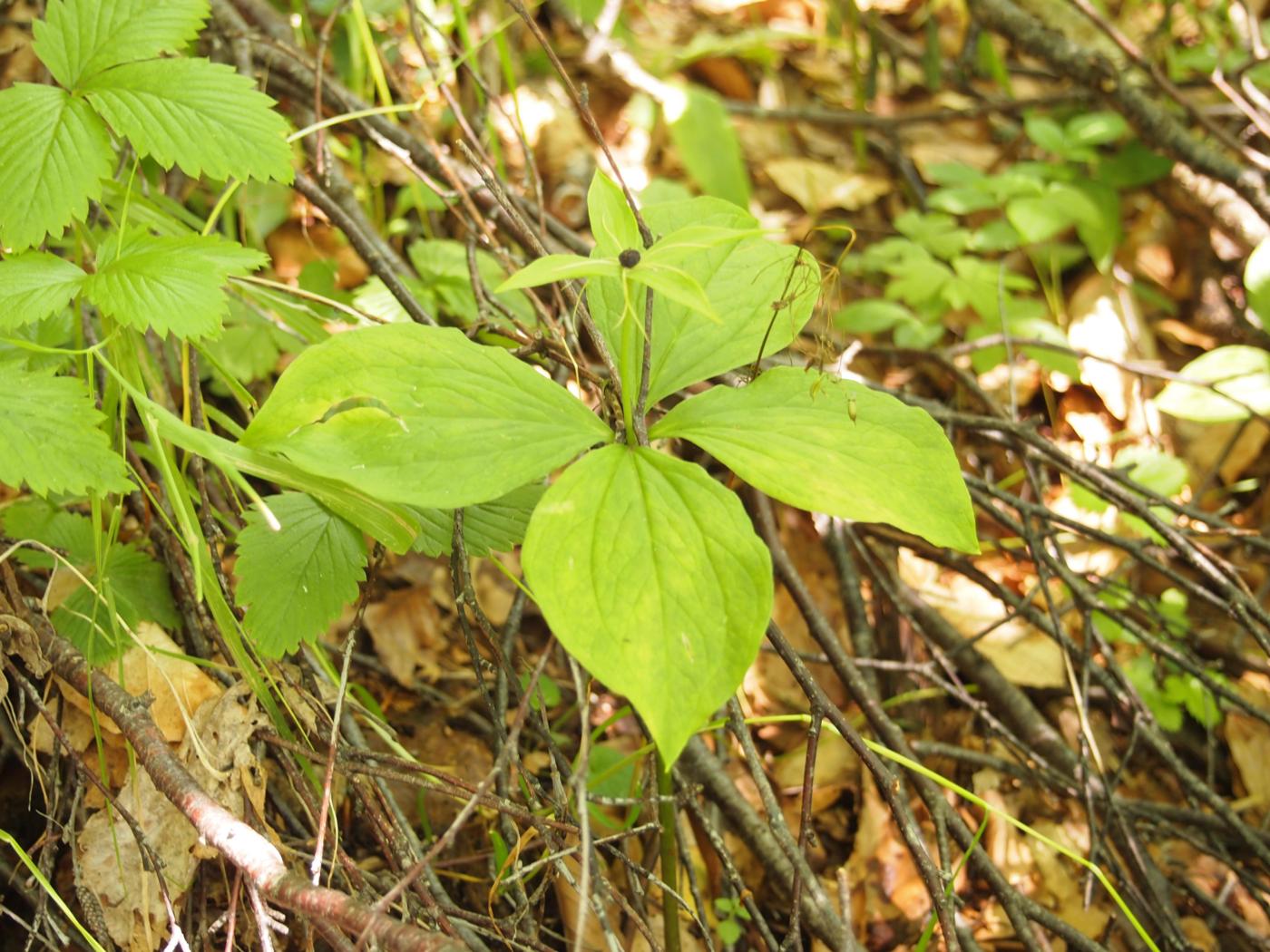 Herb Paris, True Love-knot leaf